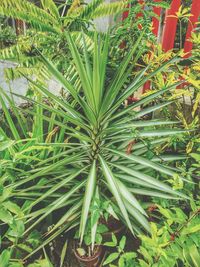 Close-up of fresh green plant