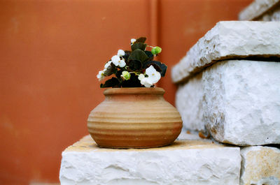 Close-up of potted plant on table against wall
