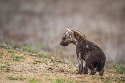 Close-up of hyena looking away while standing on land