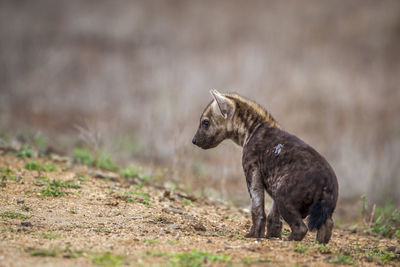 Close-up of hyena looking away while standing on land