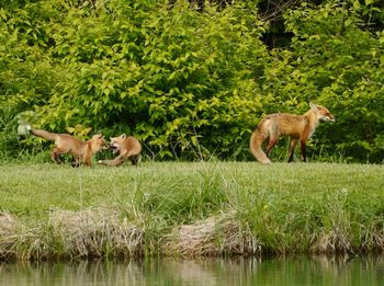 Mama fox and her pups out for some playtime in the sun.