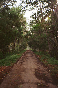 Footpath amidst trees in forest