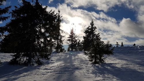 Trees on snow covered land against sky