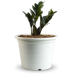 Close-up of potted plant against white background