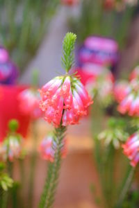 Close-up of pink flowering plant