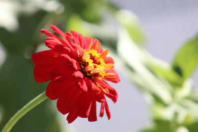 Close-up of red flower