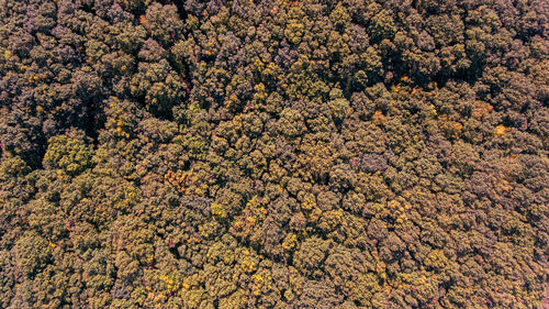 High angle view of trees growing on field