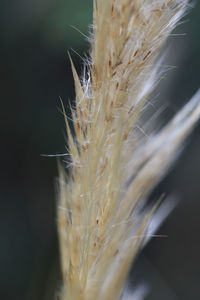 Close-up of plant