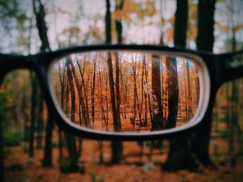 Reflection of trees in water