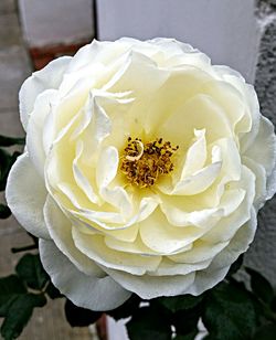 Close-up of rose