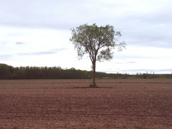 Tree on field against sky
