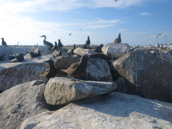 Flock of birds on rock at beach against sky