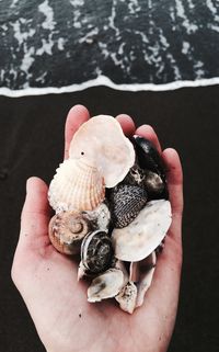Close-up of hand holding various seashells at beach