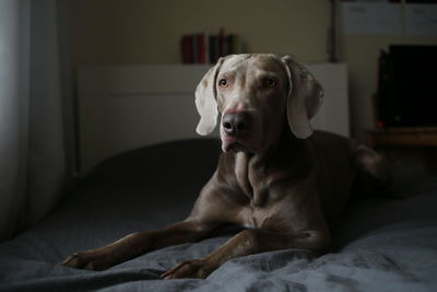 Close-up of a dog looking away