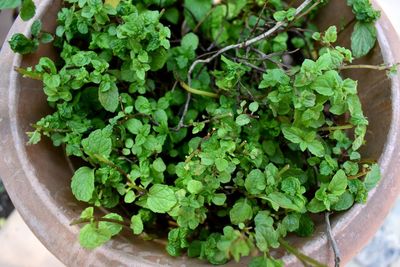 High angle view of potted plant