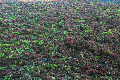 High angle view of flowering plants on field