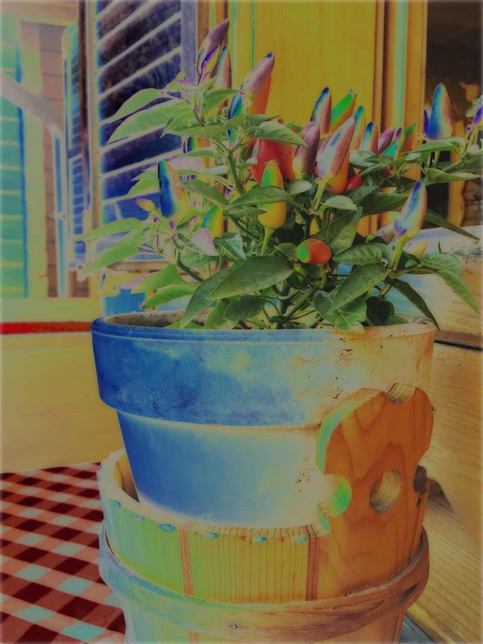 CLOSE-UP OF POTTED PLANTS ON TABLE