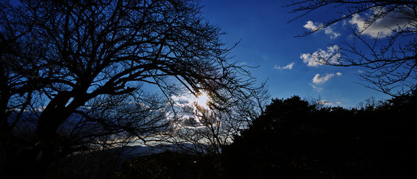 Sun shining through trees