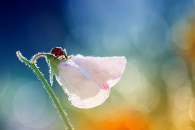 Close-up of insect on flower