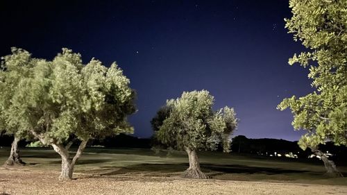 Trees on field against sky at night