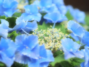 Close-up of blue flowering plant