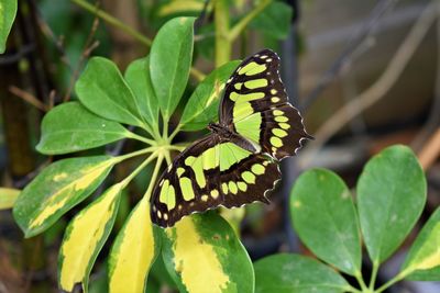 Close-up of butterfly on leaf