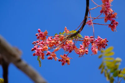 Low angle view of cherry blossom against blue sky