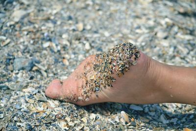 Low section of person with seashells at beach