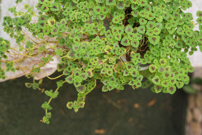 Close-up of green leaves on plant