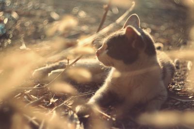 Cat sitting on a field