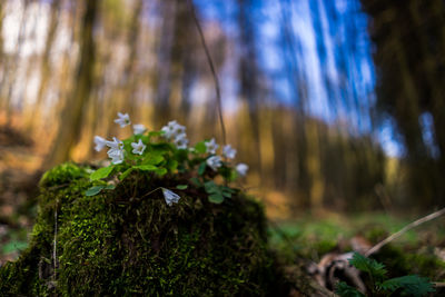 Close-up of plant growing in forest