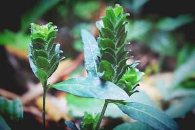 Close-up of green leaves on plant in back yard