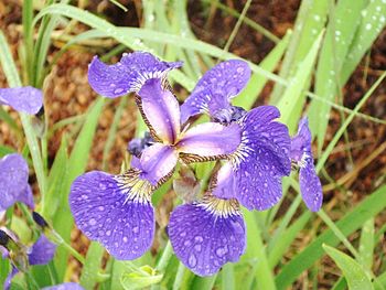 Close-up of purple flowers