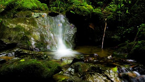 Scenic view of waterfall in forest