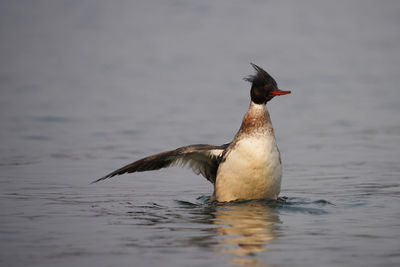 Close-up of bird flying over lake
