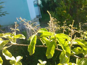 Close-up of fresh green plants in water