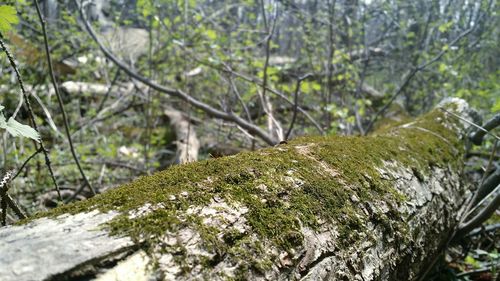 Close-up of moss growing on tree trunk