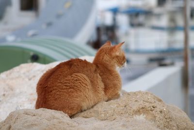 Close-up of ginger cat sitting outdoors