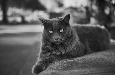 Close-up portrait of cat relaxing outdoors
