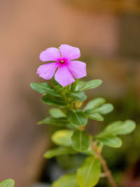 Close-up of pink flowering plant