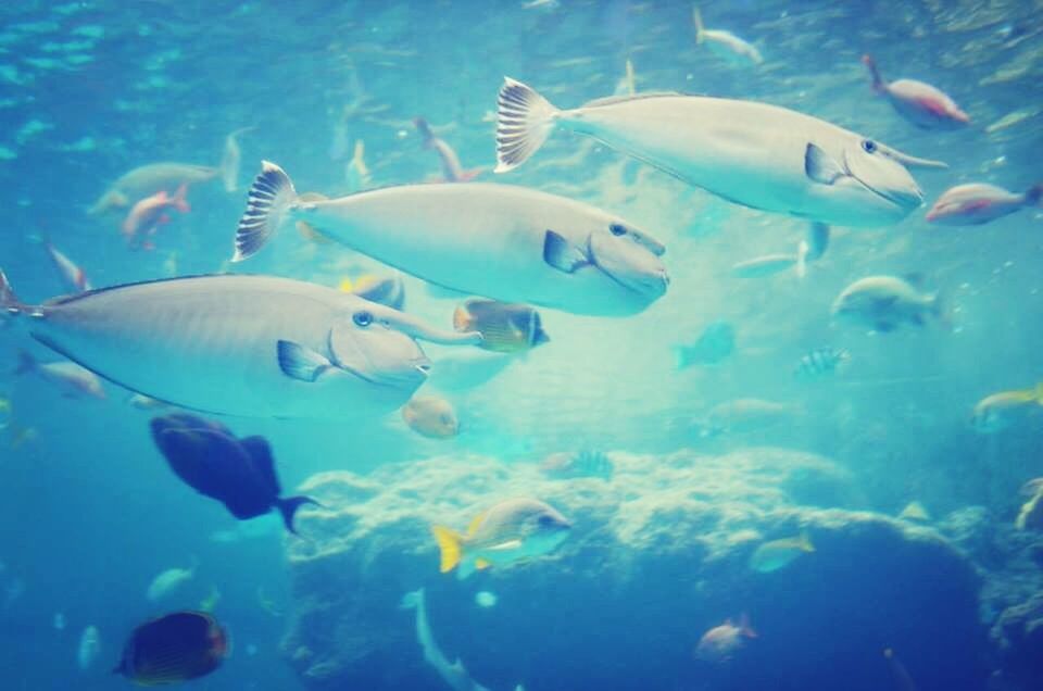 underwater, animal themes, sea life, swimming, fish, undersea, animals in the wild, water, sea, wildlife, blue, aquarium, transparent, school of fish, medium group of animals, nature, coral, zoology, three animals