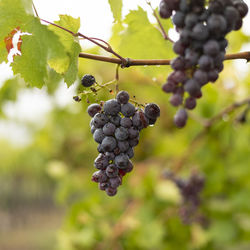 Close-up of grapes growing in vineyard