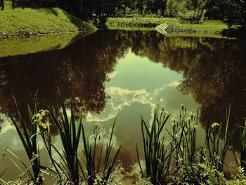 Reflection of trees in water