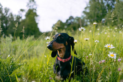 Dog looking away on field