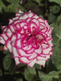 Close-up of pink rose flower