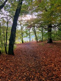 Trees growing in forest during autumn