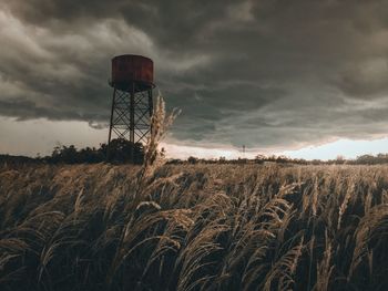 Plants on field against sky