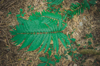 High angle view of plant on field