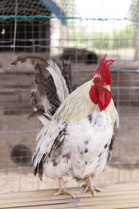 Close-up of rooster