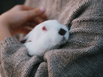 Unrecognisable boy in a gray knitted sweater holds a small domestic white rabbit in his hands.